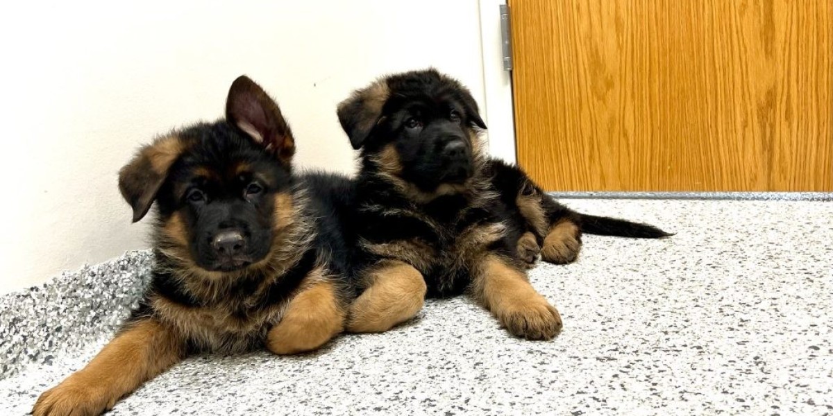 Understanding the Decision to Surrender a German Shepherd: A Comprehensive Guide