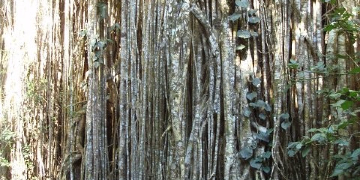 Oxandrolone Anavar: Bodybuilding Guide