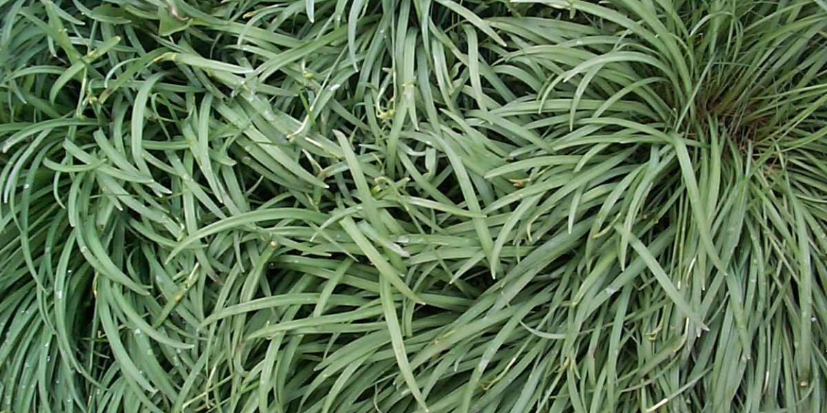 Real Money Pokies & Welcome Bonus