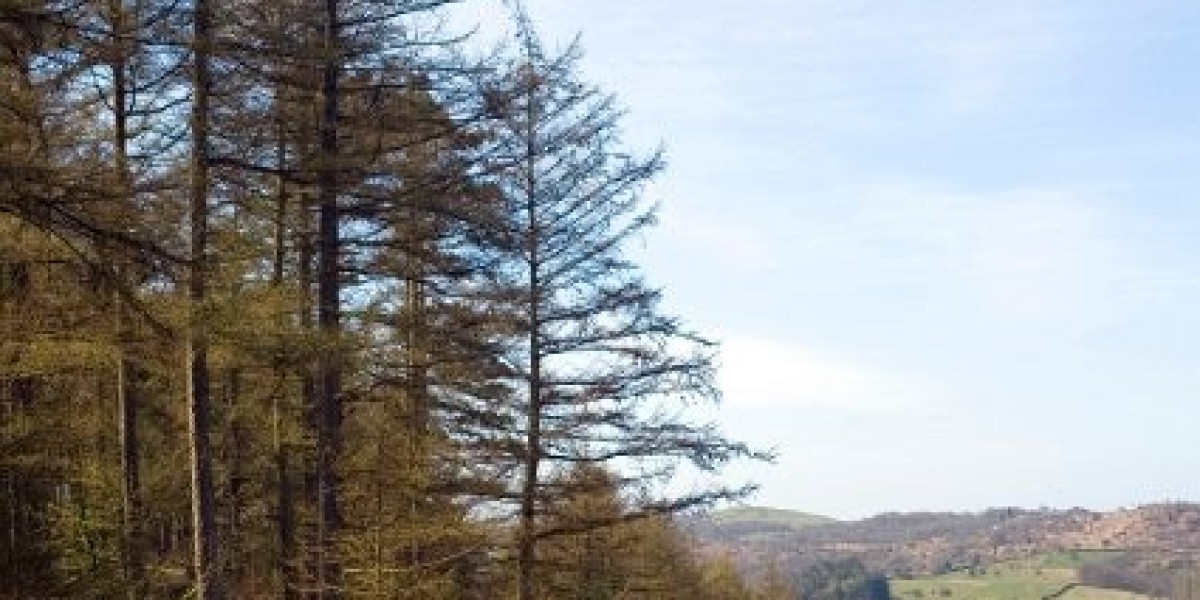 Best Casino Online in Australia for Real Money